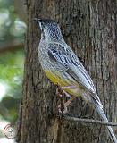 Australian Wattle Bird 9R023D-194